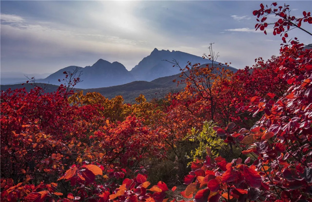 漫山紅葉秋意濃，嵩陽煤機(jī)歡迎您?。?！